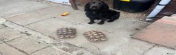 Tortoise reptiles for sale: 2 Sulcata Tortoises - Advert 3