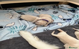 Golden Retriever dogs for sale: Beautiful KC Golden Retriever Babies  - Image 10