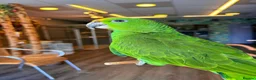 Parrots birds for sale: Gorgeous Baby Panama Amazon Parrots For Sale  - Advert 8