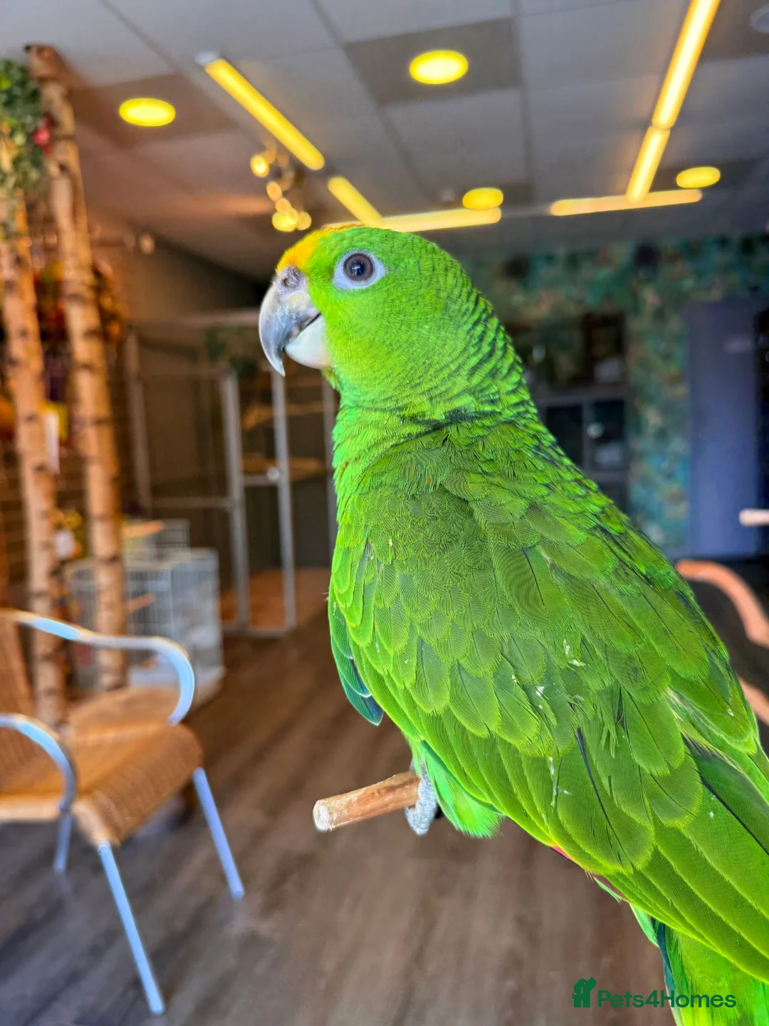 Parrots birds for sale: Gorgeous Baby Panama Amazon Parrots For Sale  - Advert 8