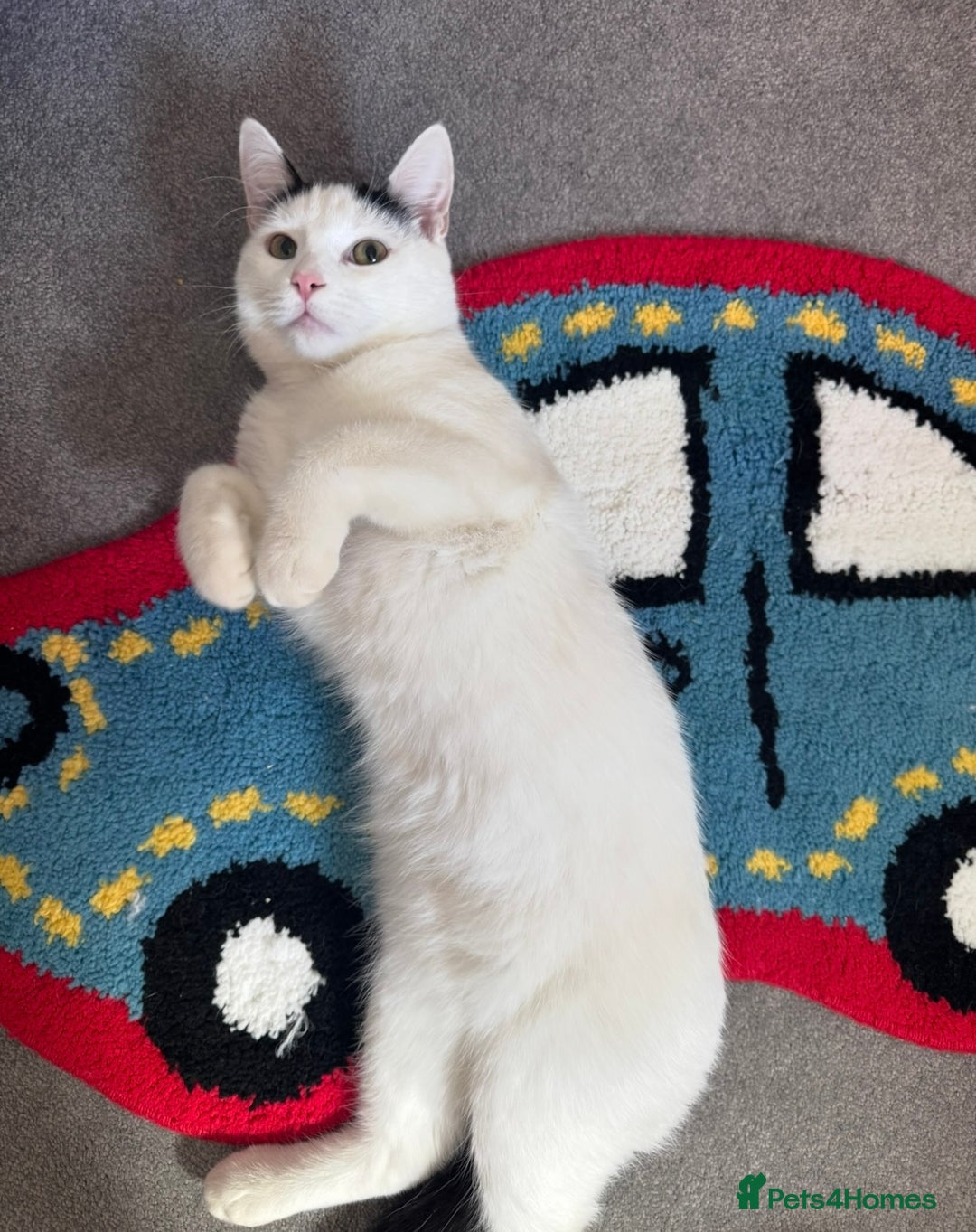 Mixed Breed cats for sale: Masiy and Milo (brother and sister)  - Advert 3