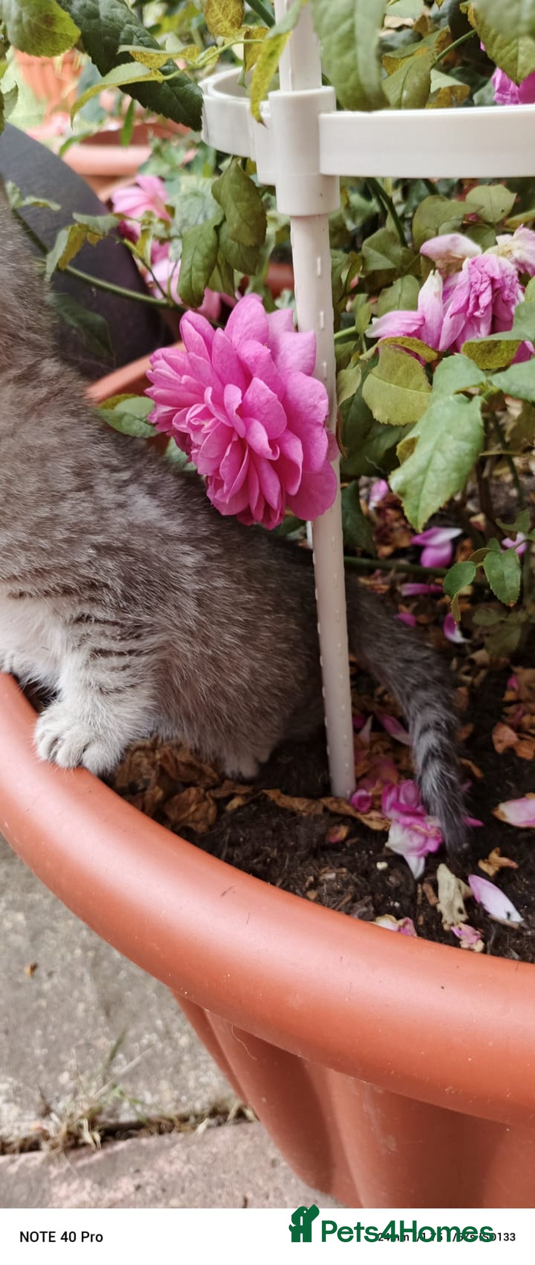 British Shorthair cats for sale: PUre tabby British short hair kittens - Image 19