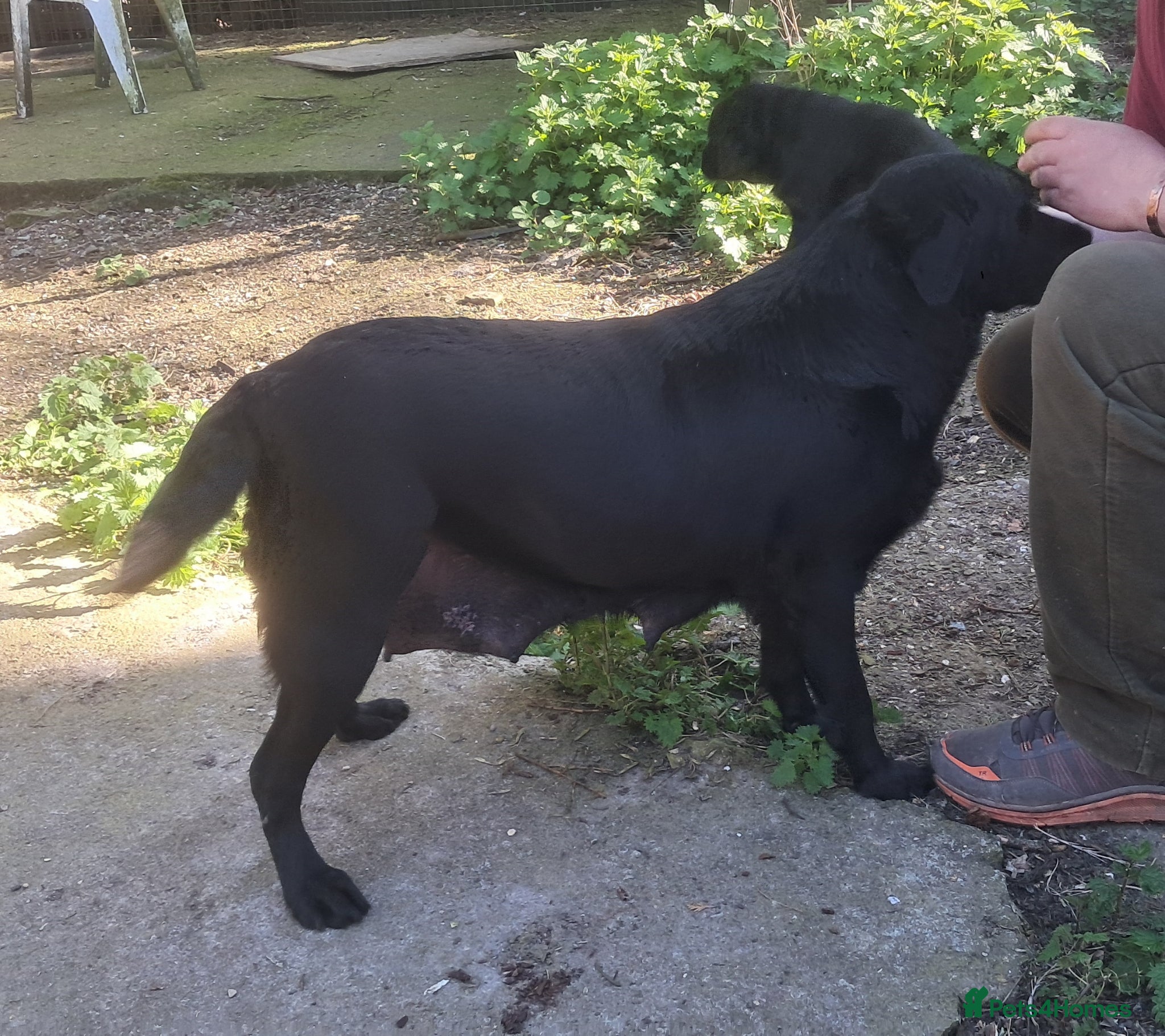 Labrador Retriever dogs Older Labrador lady, loving home required - Advert 1