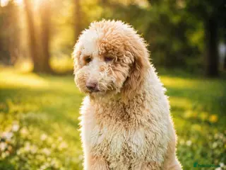 Poodle dogs Professional Stud Service - Advert 14