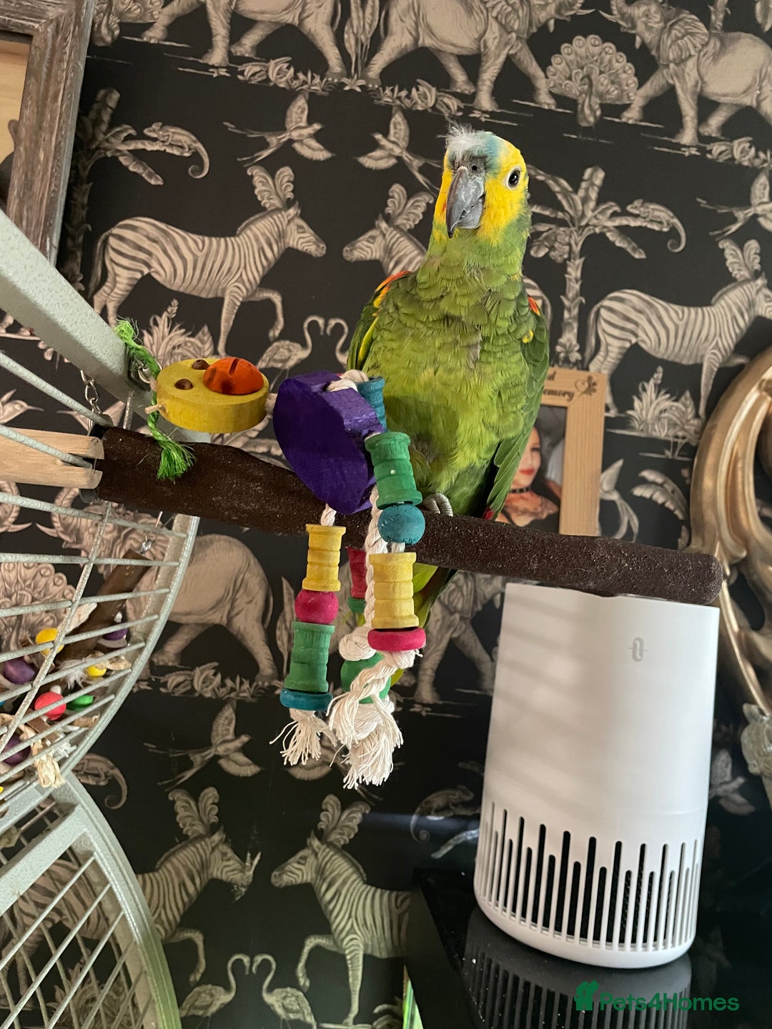 Parrots birds for sale: Beautiful hand Reared Amazon parrot and cage  - Image 4