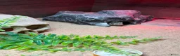 Leopard Gecko reptiles for sale: Leopard gecko stunning with complete setup in Preston - Advert 6