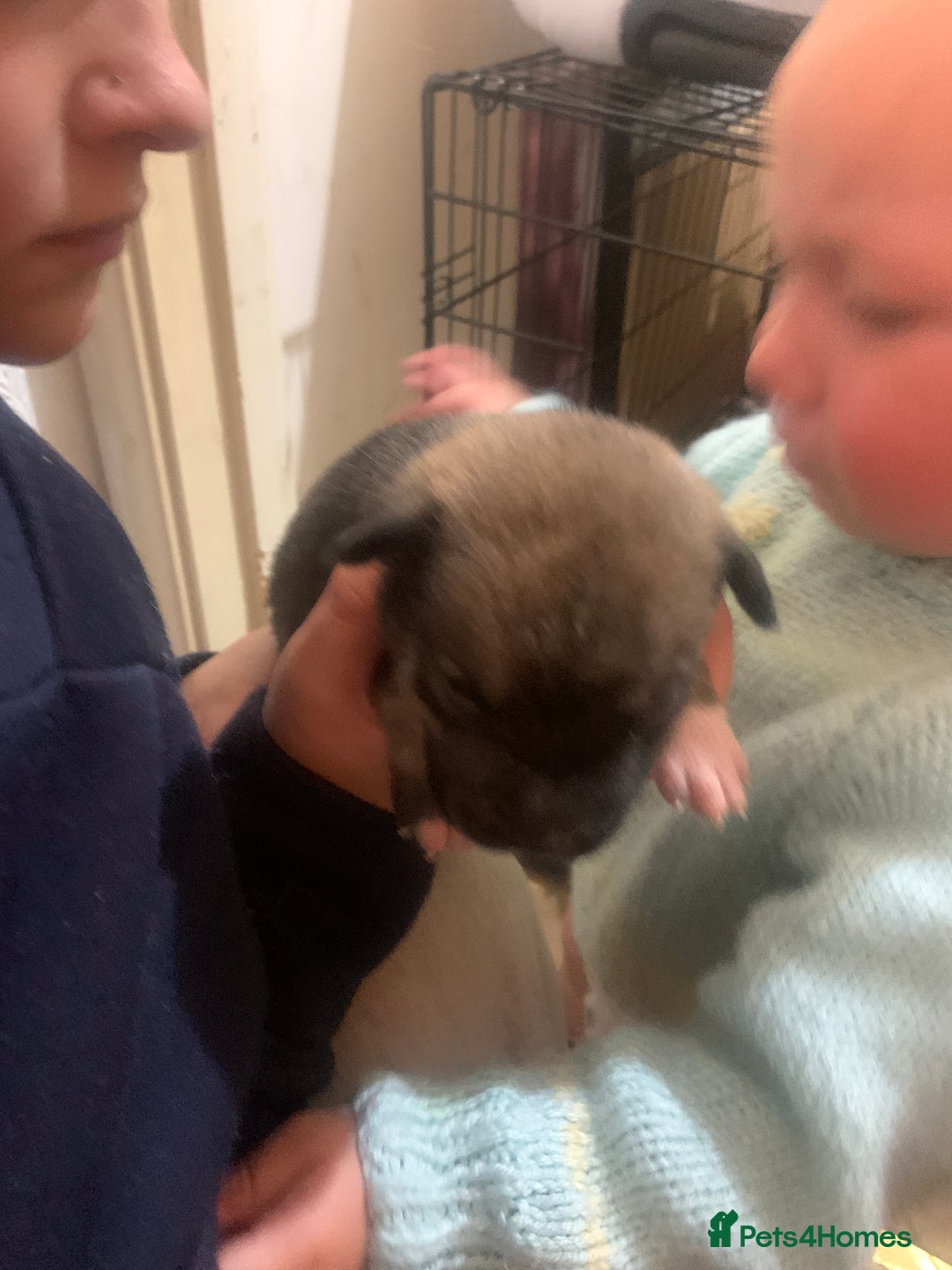Mixed Breed dogs for sale: 5 Alaskan malamute x Staffordshire bull terrier  - Image 11
