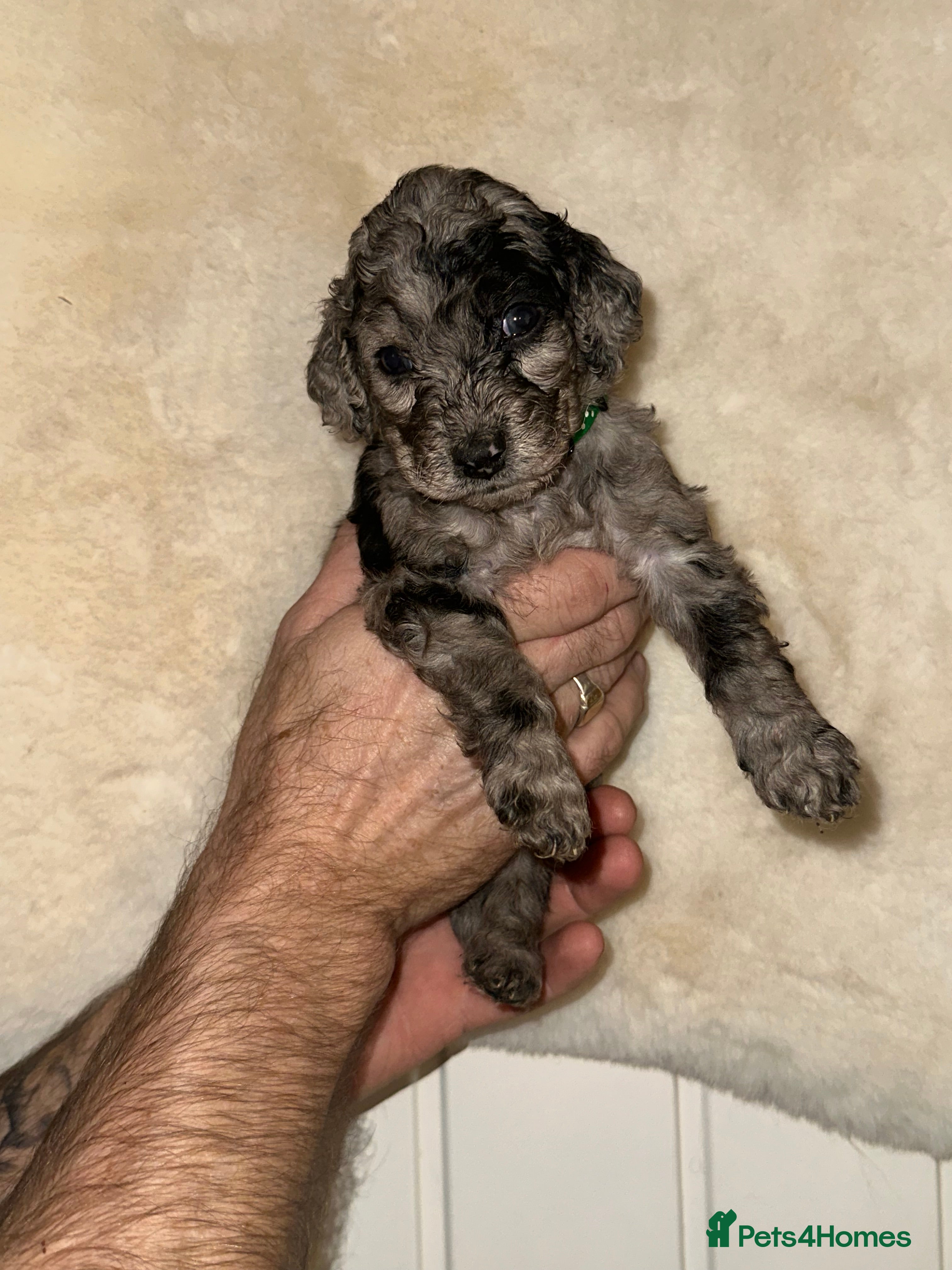 Cockapoo dogs Stunning cockapoos - Advert 6