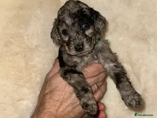 Cockapoo dogs Stunning cockapoos - Advert 9