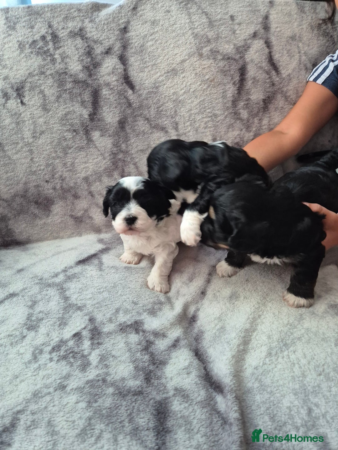 Bichon Frise dogs for sale: Bichon frise  - Image 10