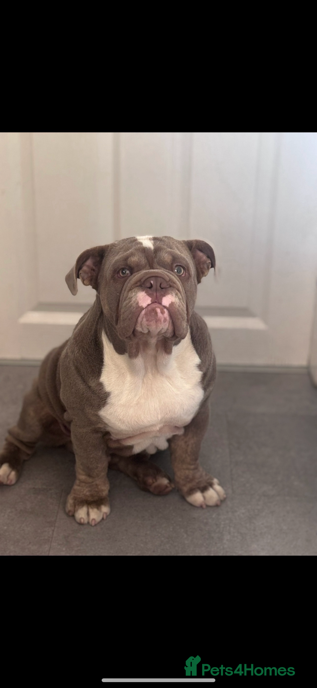English Bulldog dogs for sale: Lilac male British bulldog - Advert 2
