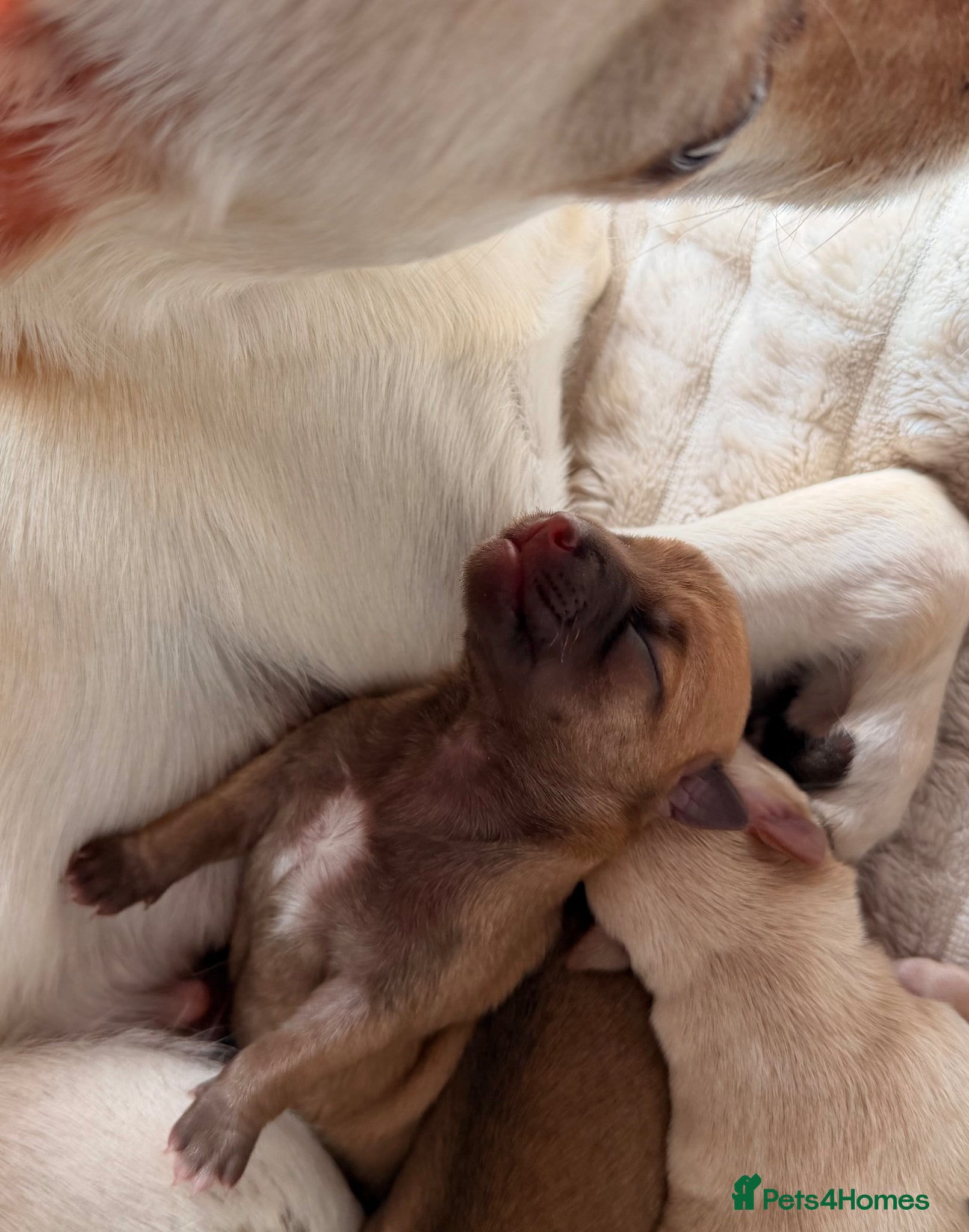 Chihuahua dogs for sale: Three Chihuahua Pup Girls  in Telford - Advert 2