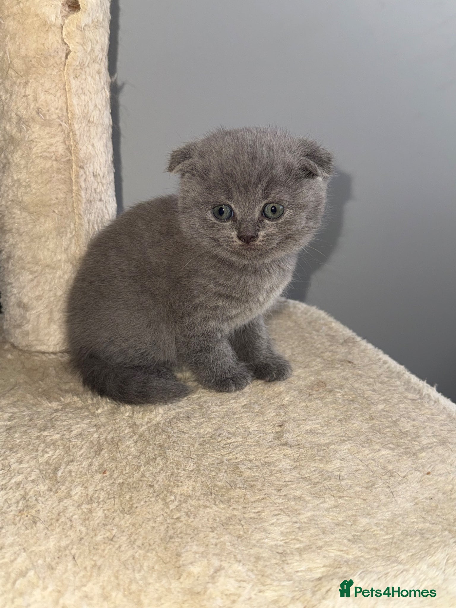 Scottish Fold cats Beautiful scottishfold/Scottish straight kittens🥰 - Advert 1