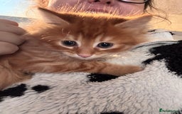 British Longhair cats for sale: Fluffy ginger & black and white kittens - Image 2