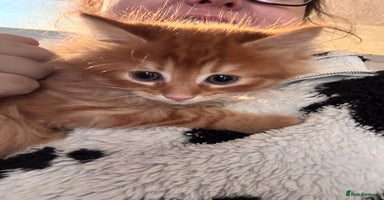 British Longhair cats - Advert 1