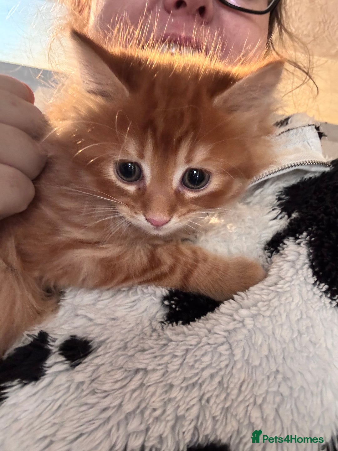 British Longhair cats for sale: Fluffy ginger & black and white kittens - Image 2