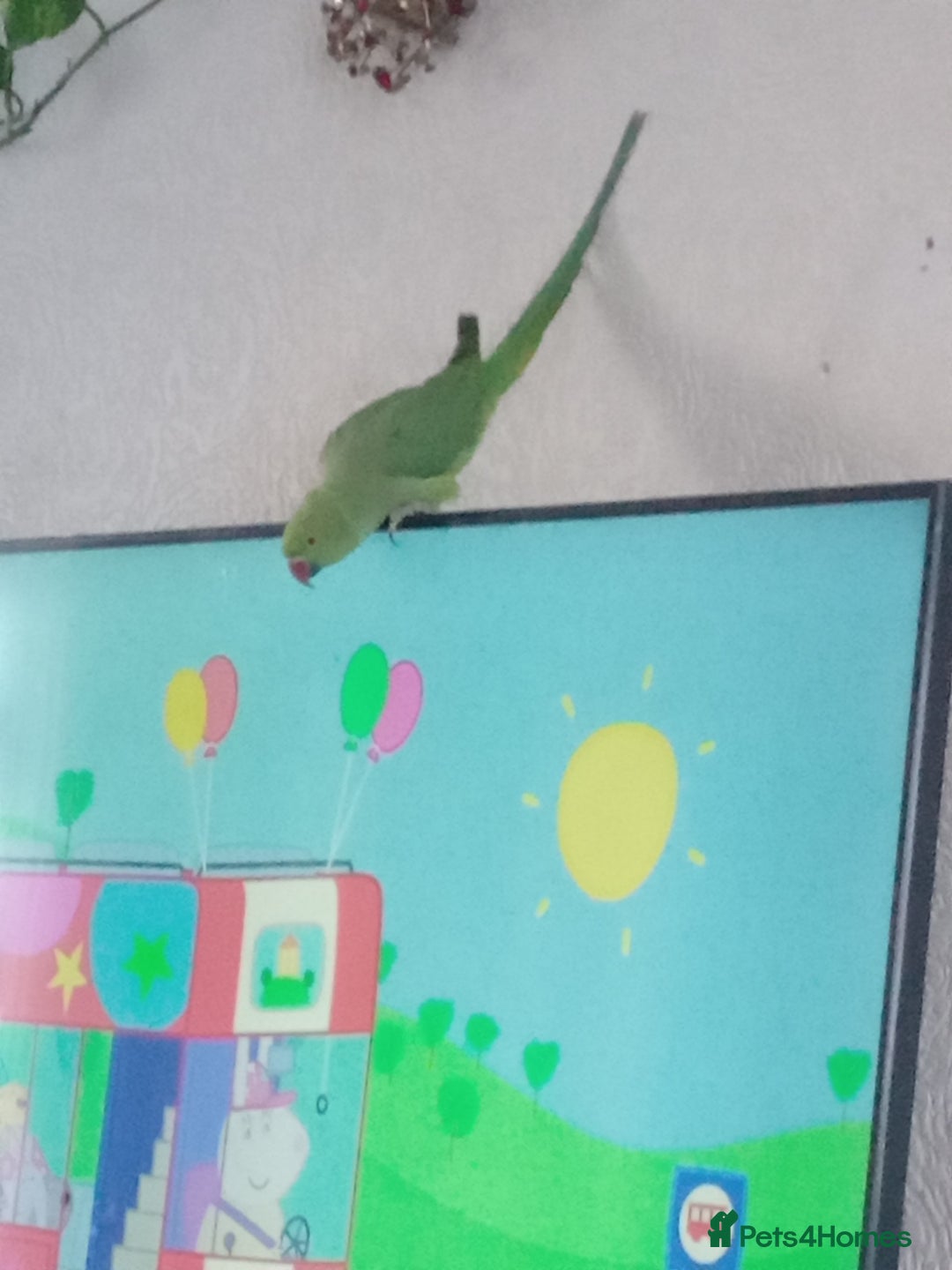 Ringnecks birds for sale: Female Ring neck with cage and everything. - Advert 4