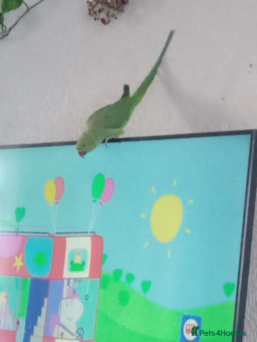 Ringnecks birds for sale: Female Ring neck with cage and everything. - Advert 4