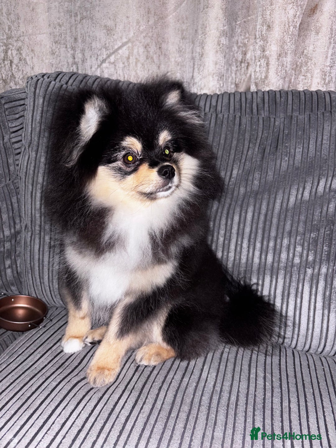 Pomeranian dogs for sale: Teddy bear miniature Pomeranian  - Advert 2