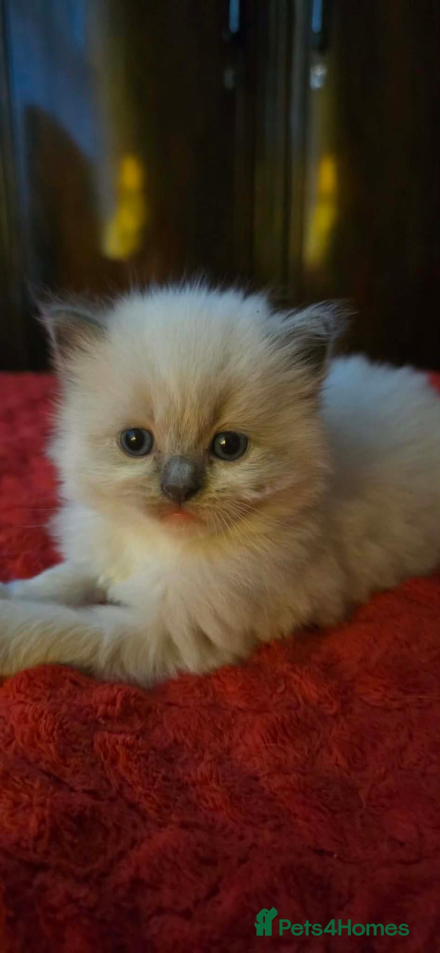 Ragdoll cats kittens - Advert 2