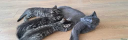 Russian Blue cats for sale: 🐾 Stunning 9 weeks Russian Blue X Tabby Kittens - Advert 3