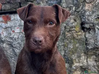 Patterdale Terrier dogs Patterdale Dog in Coalville - Advert 1