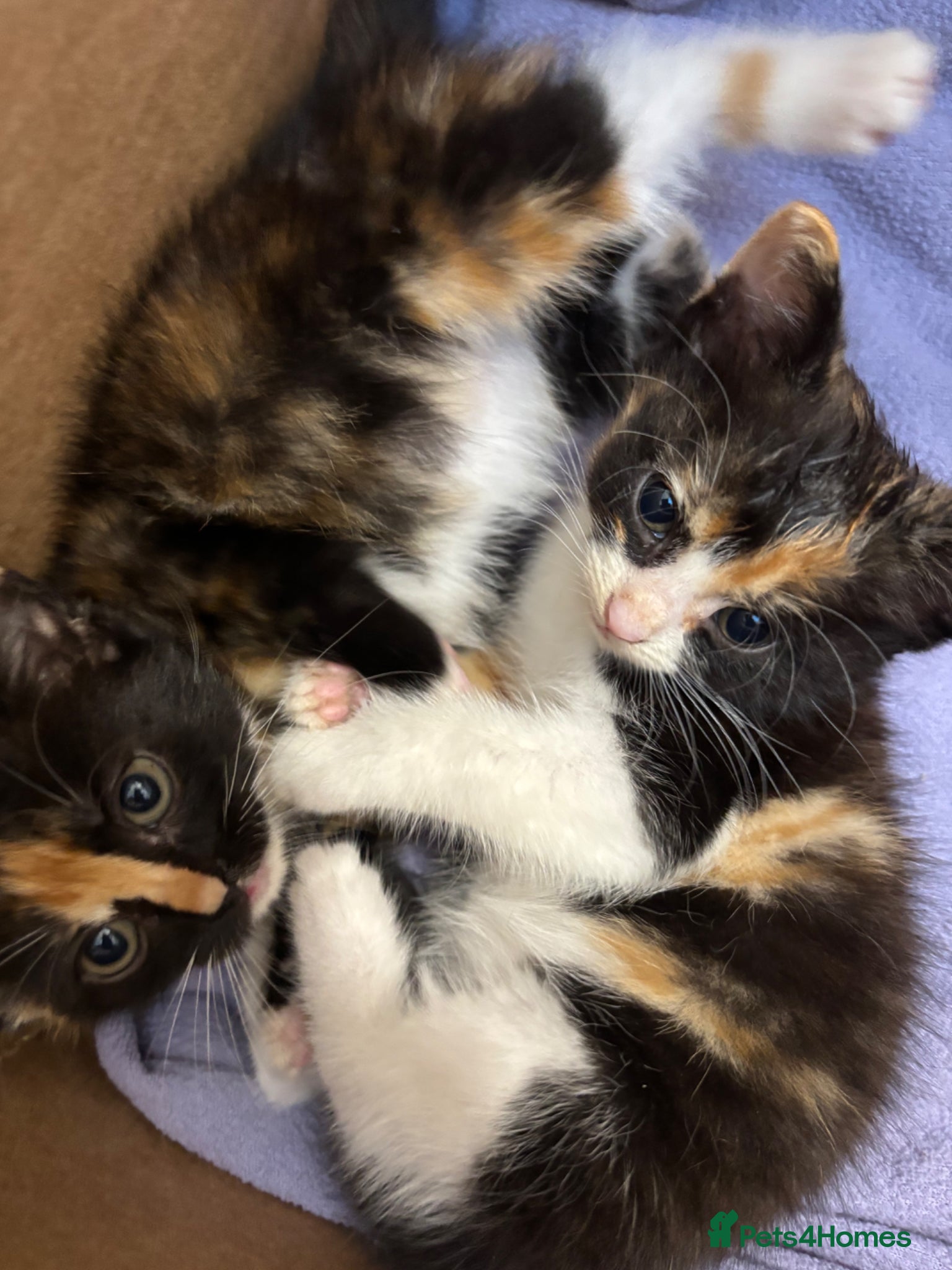 British Shorthair cats for sale: Kittens for sale  - Advert 7