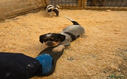 Cocker Spaniel dogs for sale: Kc registered mixed litter - Image 26
