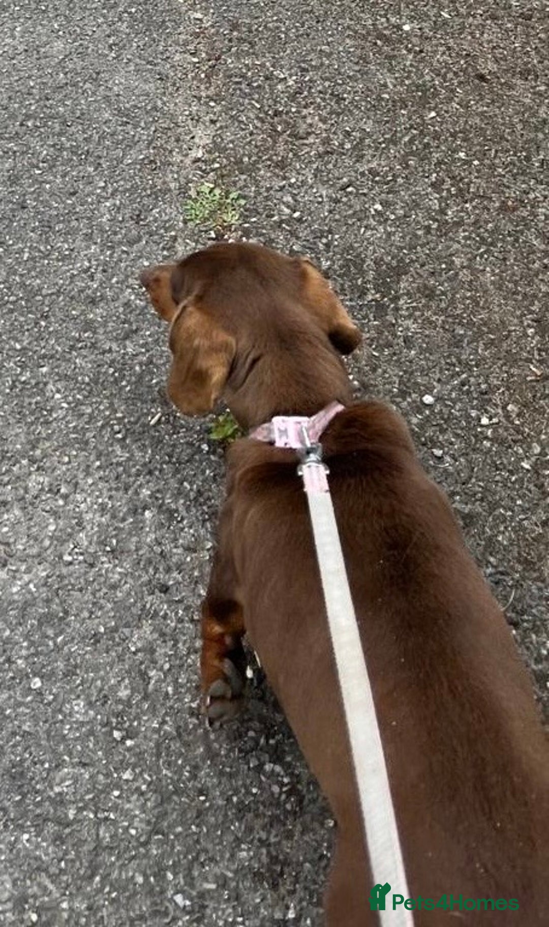 Miniature Dachshund dogs for sale: Choc and tan miniature dachshund female  - Advert 4