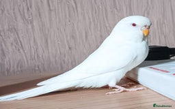 Budgerigars birds for sale: Female albino budgie  - Image 2
