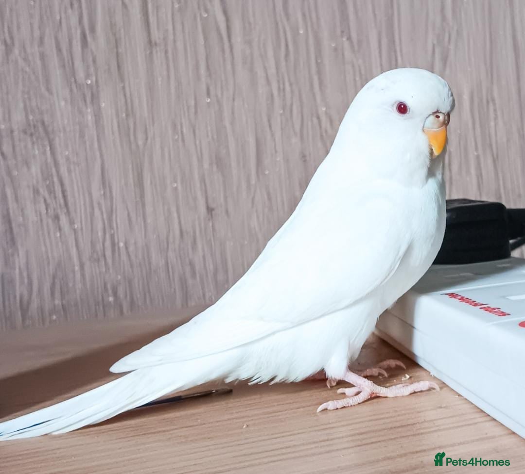 Budgerigars birds for sale: Female albino budgie  - Image 2