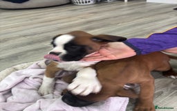 Boxer dogs for sale: KCR pups for sale  - Image 9