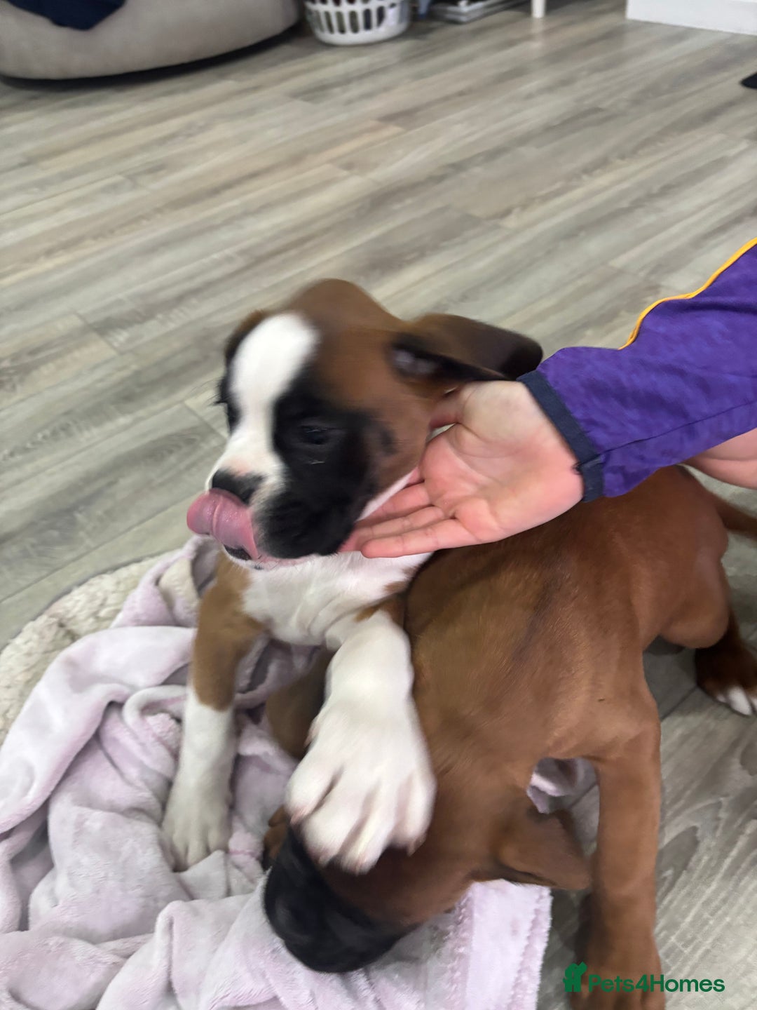 Boxer dogs for sale: KCR pups for sale  - Image 9