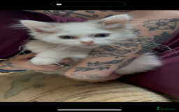 Ragdoll cats for sale: Beautiful Ragdoll kittens - Image 13
