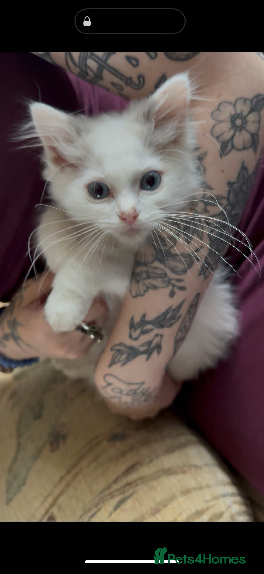 Ragdoll cats for sale: Beautiful Ragdoll kittens - Image 13