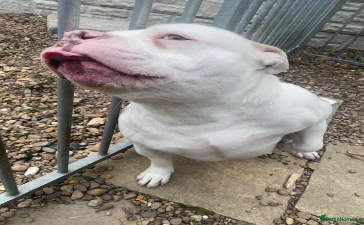American Bully dogs - Advert 2