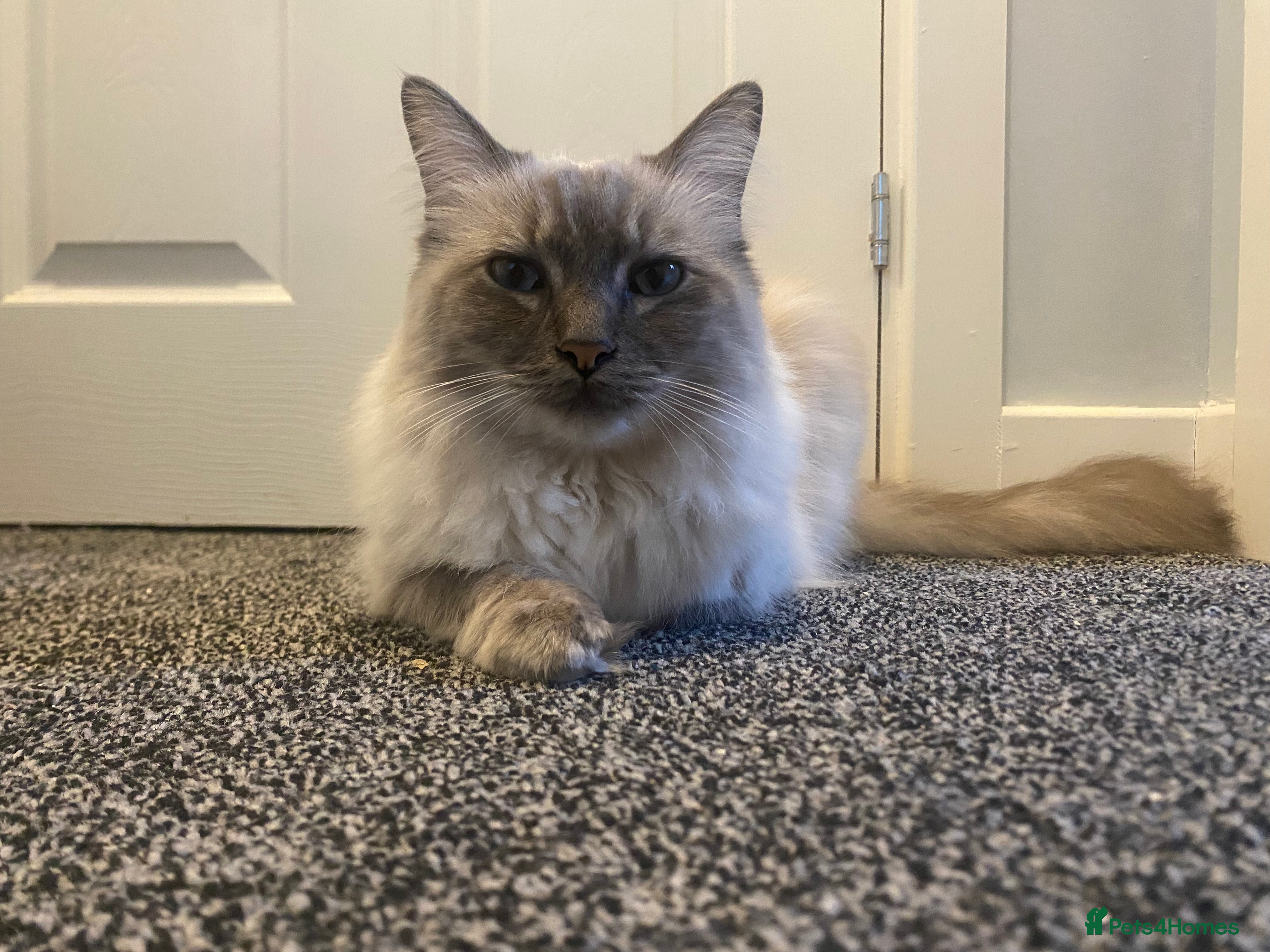 Ragdoll cats Lovely Ragdoll boy looking for forever home  - Advert 14