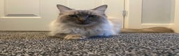Ragdoll cats for sale: Lovely Ragdoll boy looking for forever home  - Advert 1
