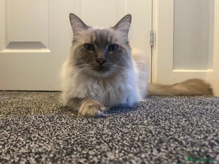 Ragdoll cats Lovely Ragdoll boy looking for forever home - Advert 1