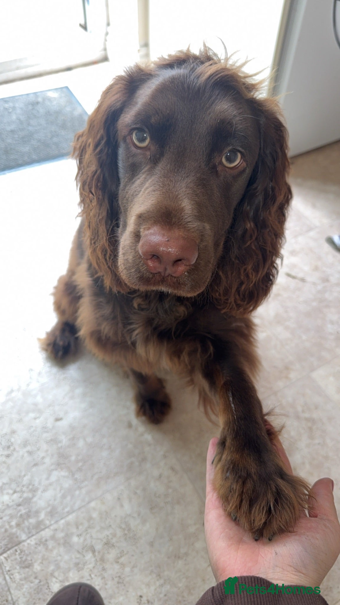 Cockapoo dogs 🐾 Meet Saxon (Sax) 9 Month Old Cockapoo 🐾  - Advert 16