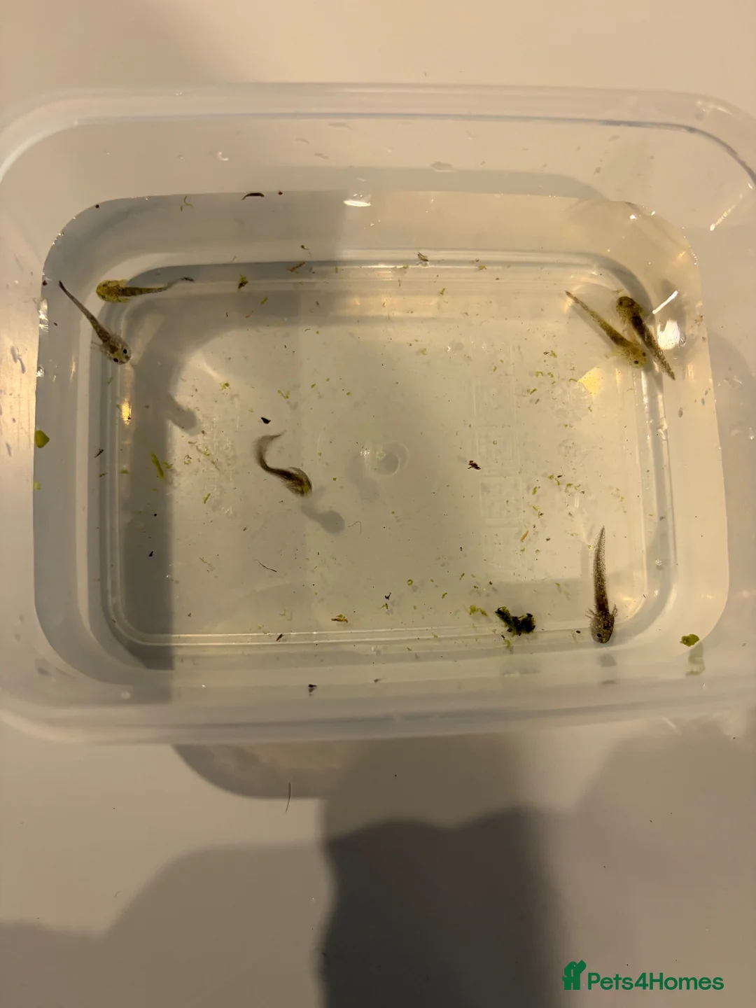 Axolotl reptiles for sale: Baby axolotls- 6 weeks old  - Advert 2