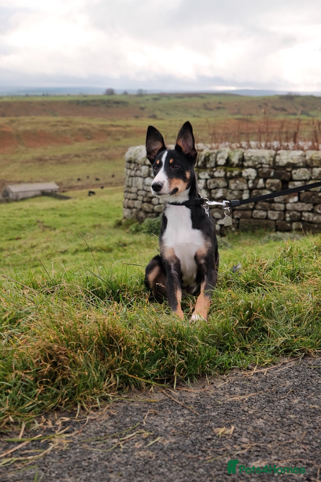 Border Collie dogs for sale: Tri Colour Smooth Fur Collie (MALE) For Sale - Advert 8