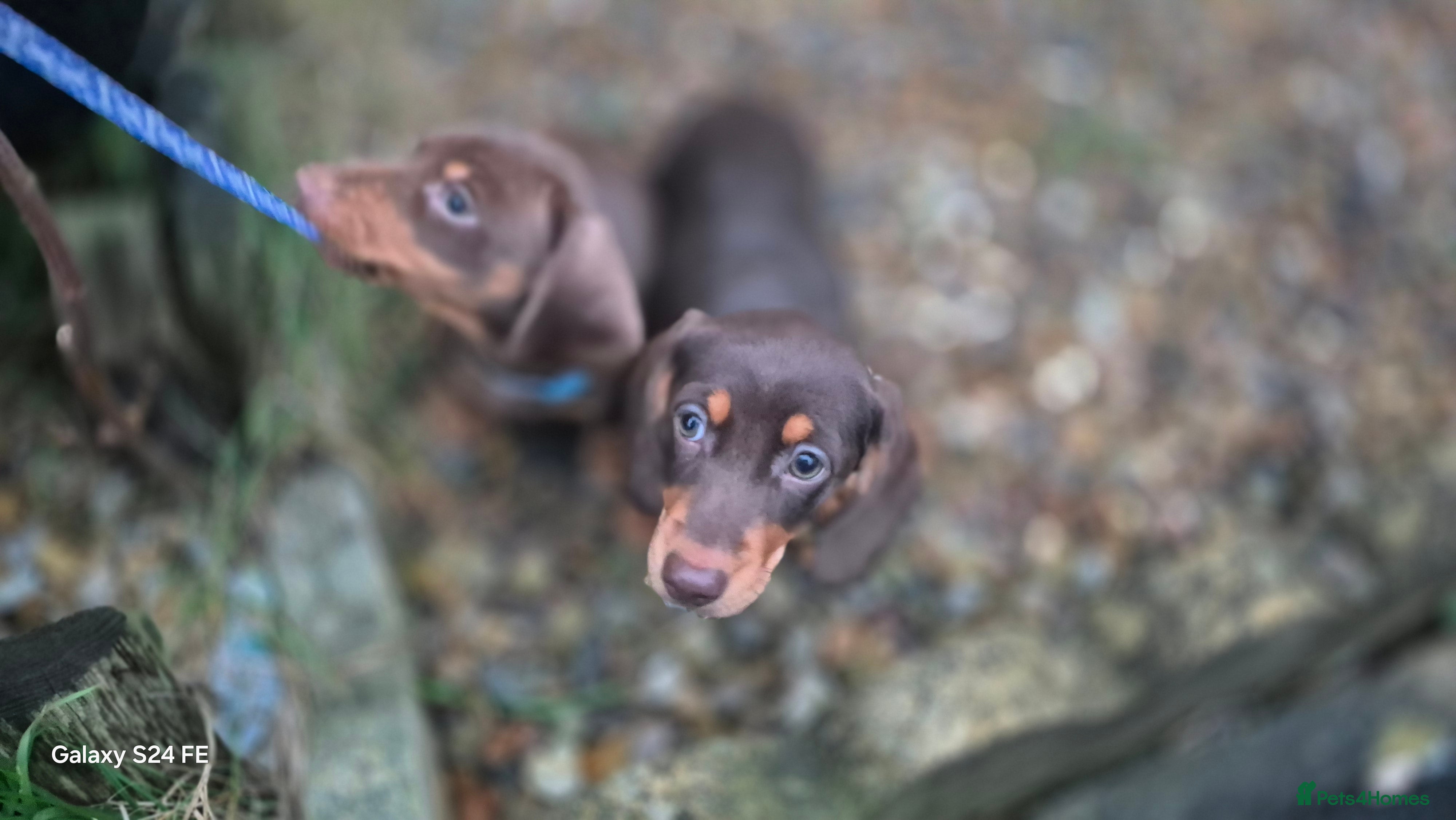 Dachshund dogs miniature dachshund READY  - Advert 6
