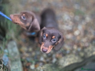Dachshund dogs miniature dachshund READY - Advert 6