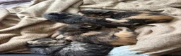 Mixed Breed cats for sale: Short hair/Maincoone kittens  - Advert 7