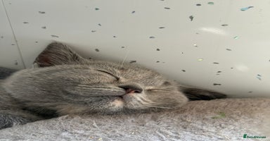 British Shorthair cats - Advert 12
