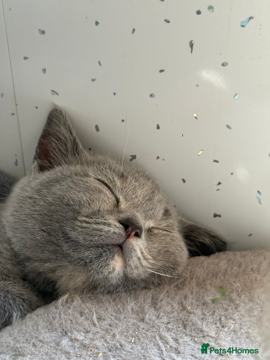 British Shorthair cats for sale: British shorthair kittens.  - Image 3
