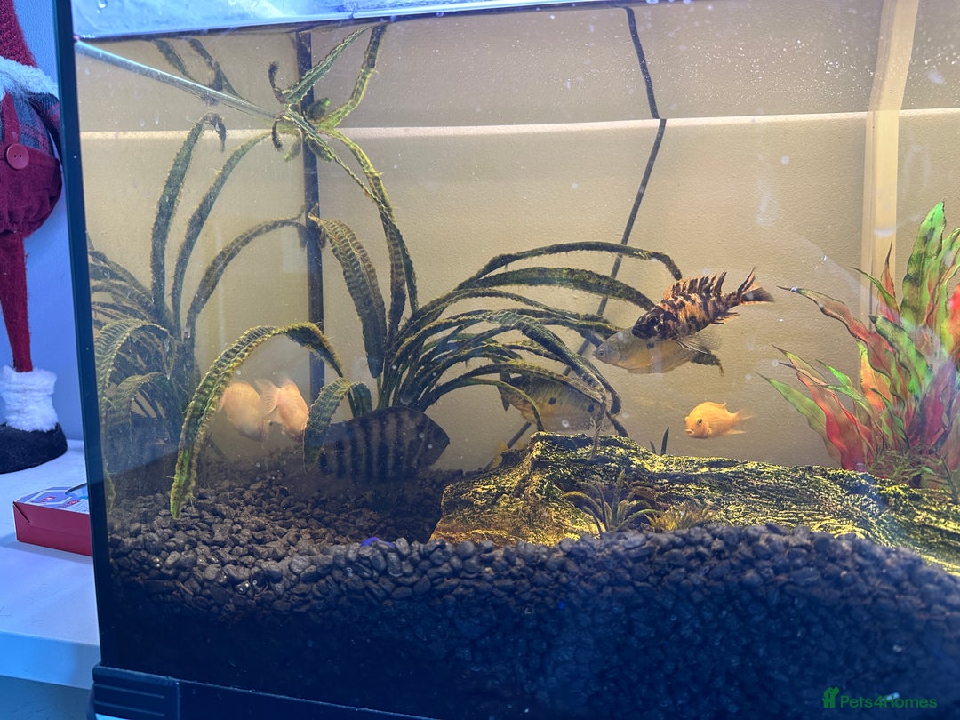 Cichlids fish for sale: Approx 25 cichlids of varying sizes  - Image 9