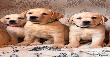Labrador Retriever dogs - Advert 9
