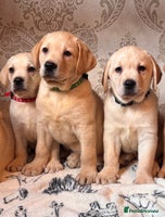 Labrador Retriever dogs - Advert 9